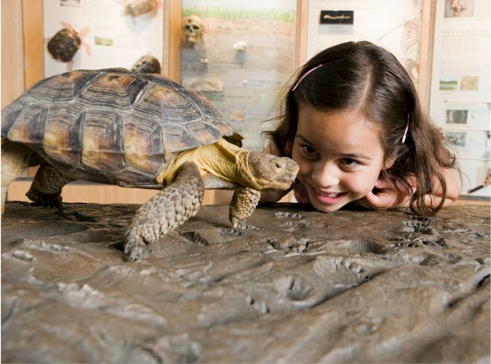 A girl is leaning over a table, smiling and looking at a turtle that is also on the table. The background shows an educational display.